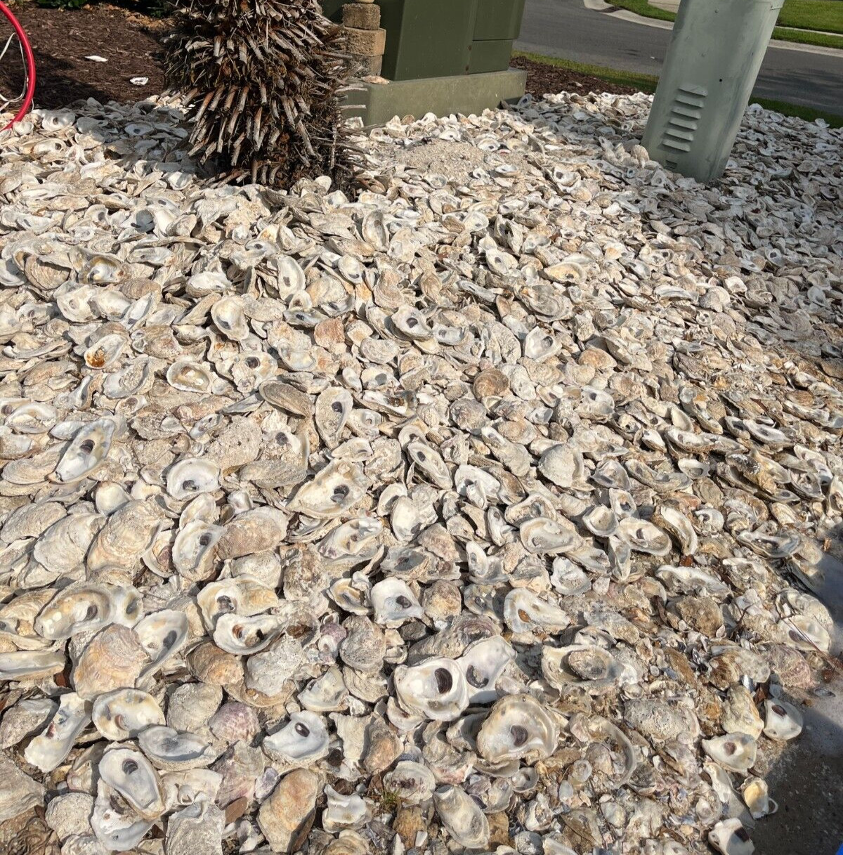 Oyster Shells for Landscaping and Concrete “Tabby Concrete” BULK by the pound