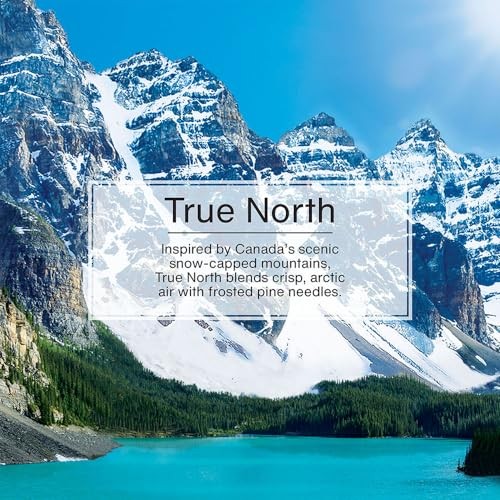 Little Trees 67146 True North Hanging Air Freshener for Car & Home 24 Pack!
