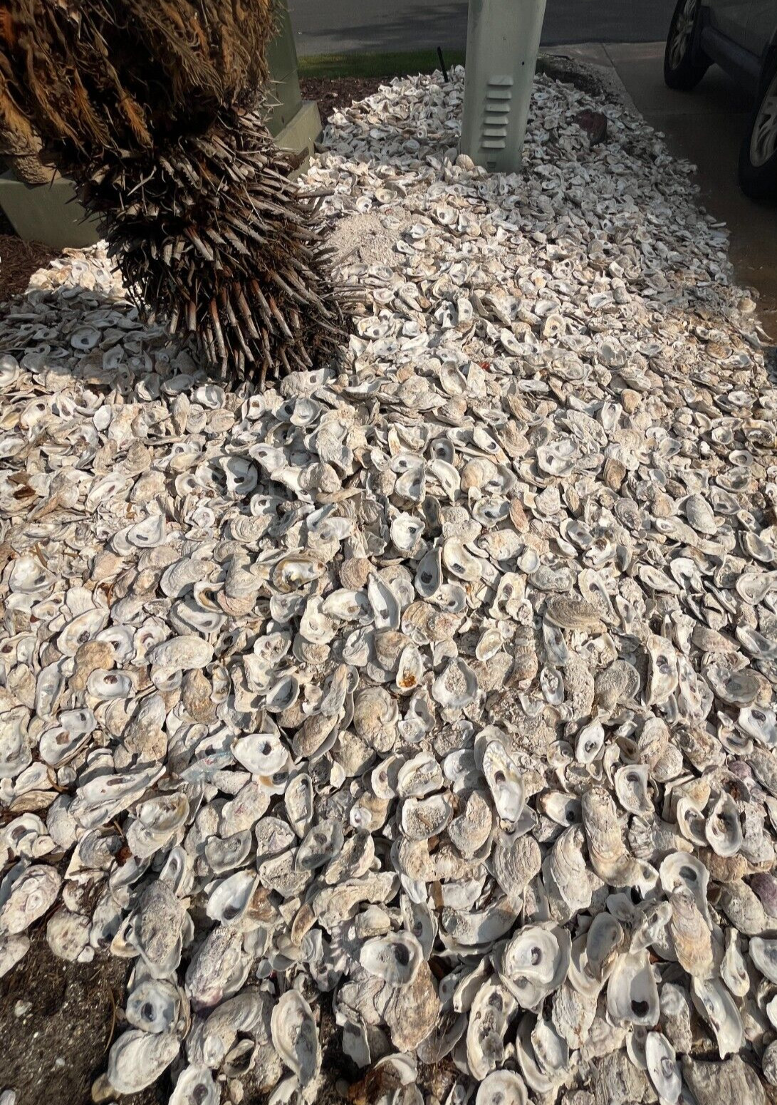 Oyster Shells for Landscaping and Concrete “Tabby Concrete” BULK by the pound