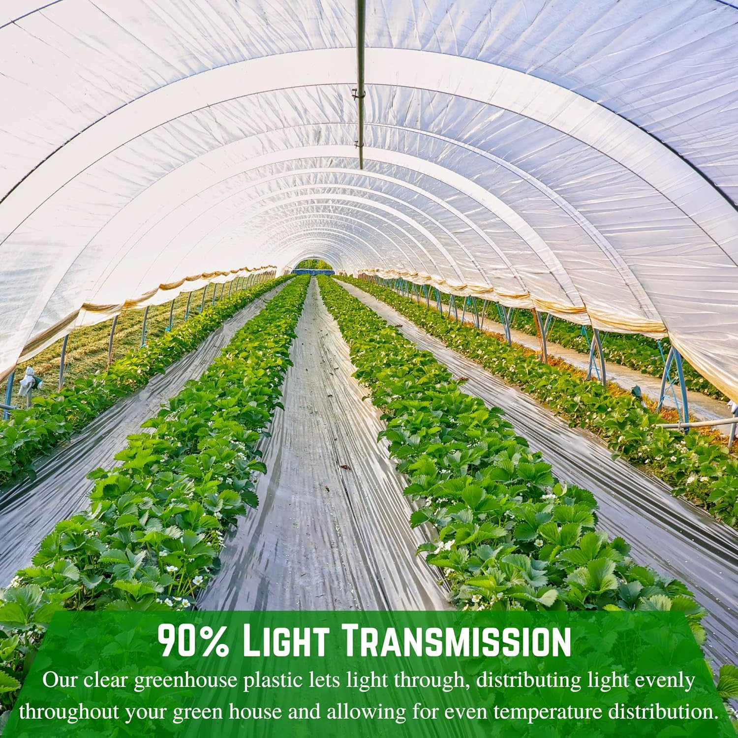 Clear Greenhouse Plastic Sheeting – 6 Mil – (25′ X 40′) – Hoop House Green House